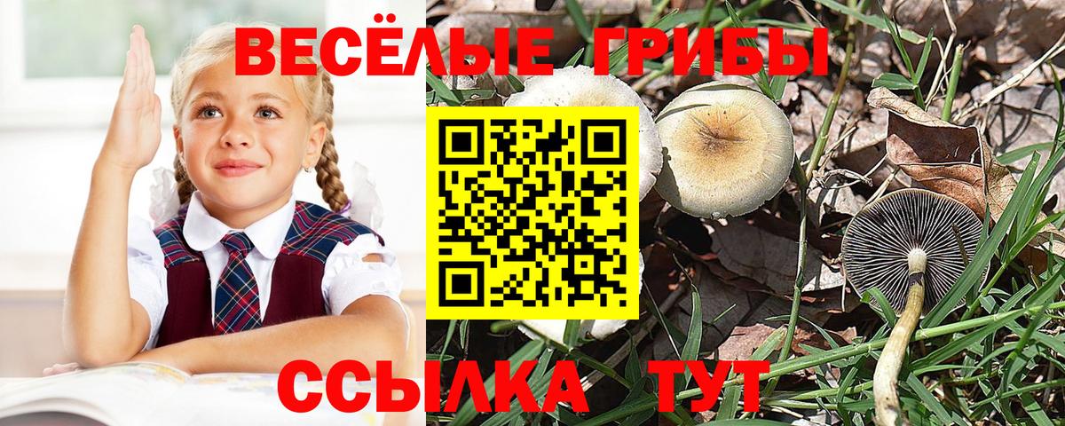 купить наркотики цена  Псилоцибиновые грибы Magic Shrooms  Вход с VPN  Нижнеудинск 